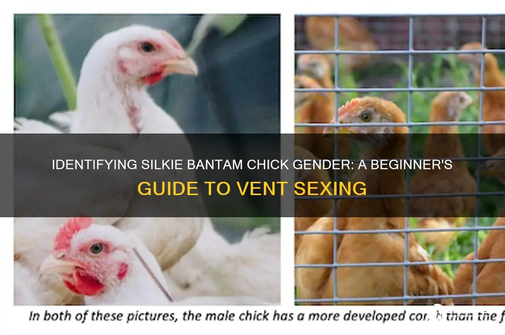 how to sex a silkie bantam chick