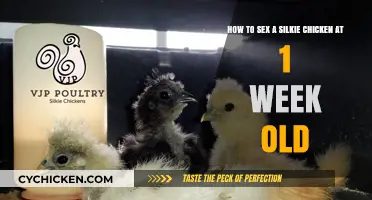 Sexing Silkie Chicks: A Week-Old Guide