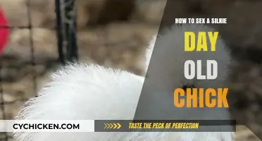 Identifying Silkie Chick Gender: A Day-Old Guide for Beginners