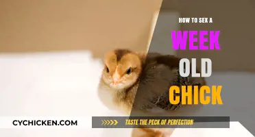 Identifying Chick Gender: A Beginner's Guide to Week-Old Chicks