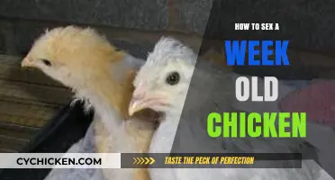 Identifying Chick Gender: A Week-Old Chicken Sexing Guide