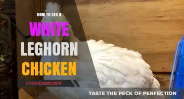 Identifying the Gender of Your White Leghorn Chickens: A Simple Guide