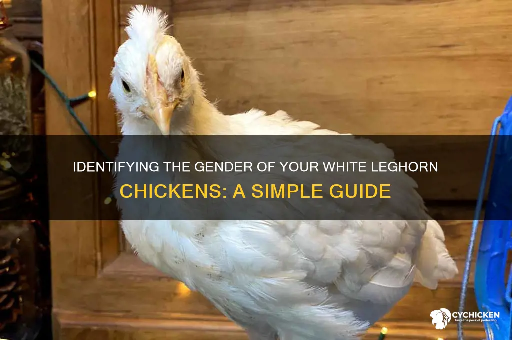 how to sex a white leghorn chicken