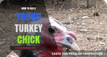 Identifying Turkey Chick Gender: Early Signs and Techniques for Young Birds
