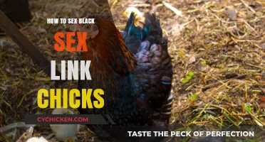 Identifying the Sex of Black Sex Link Chicks: A Beginner's Guide