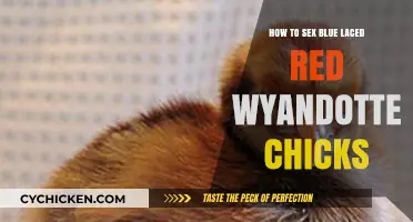 Identifying the Gender of Blue Laced Red Wyandotte Chicks: A Guide