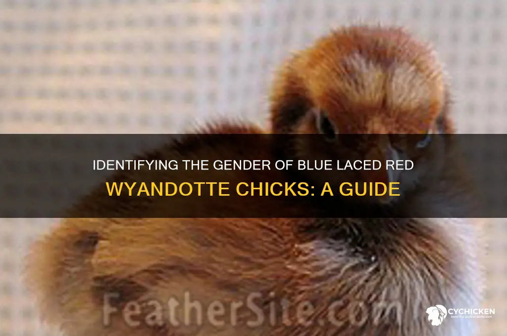 how to sex blue laced red wyandotte chicks