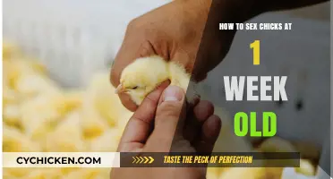 Early Chick Gender Identification: A Week-Old Guide for Beginners