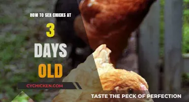 Early Chick Sexing: Identifying Gender in 3-Day-Old Chicks