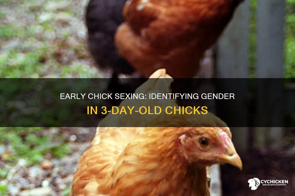 how to sex chicks at 3 days old