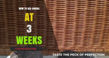 Identifying Chick Gender: A 3-Week-Old Guide for Beginners