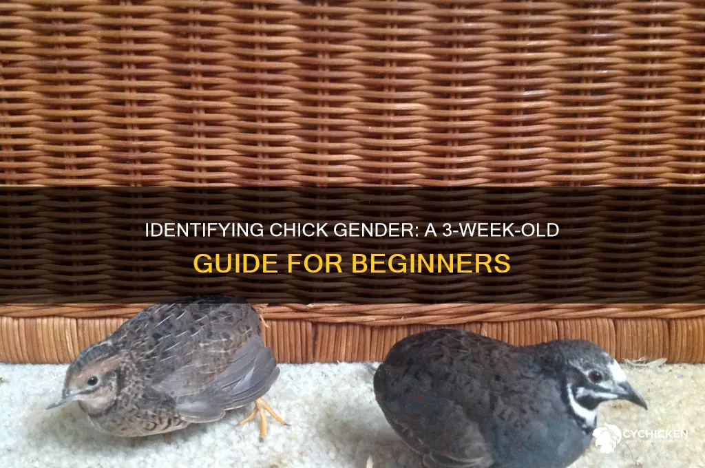 how to sex chicks at 3 weeks