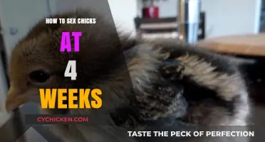 Identifying Chick Gender: A 4-Week Guide for Beginners