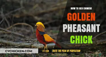 Identifying the Gender of Chinese Golden Pheasant Chicks: A Guide