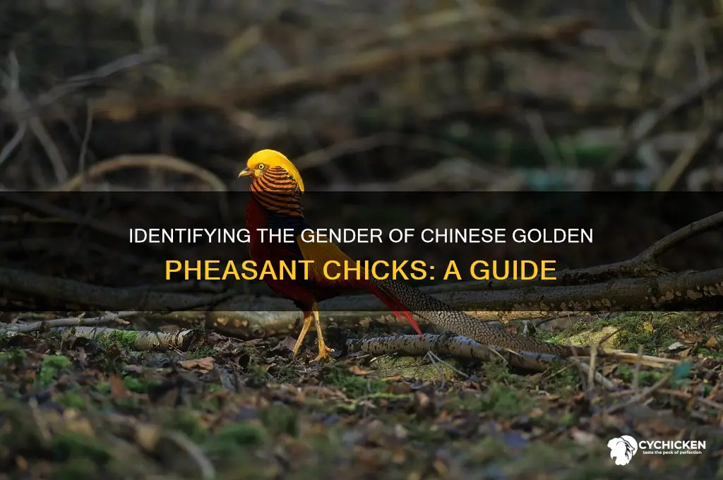 how to sex chinese golden pheasant chick