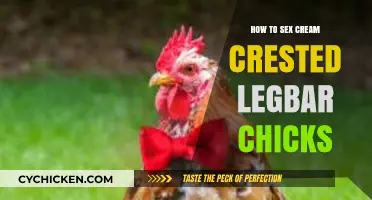 Identifying Cream Crested Legbar Chick Gender: A Step-by-Step Guide