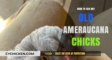 Identifying the Sex of Day-Old Ameraucana Chicks: A Beginner's Guide