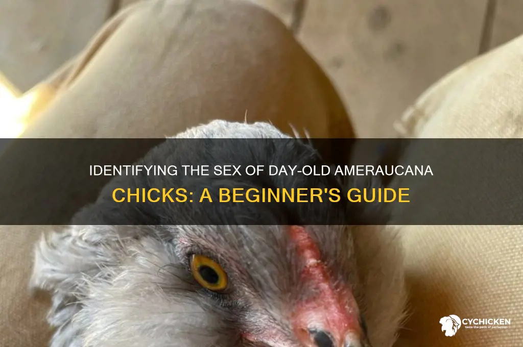 how to sex day old ameraucana chicks