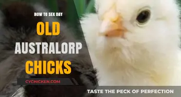 Identifying Gender in Day-Old Australorp Chicks: A Beginner's Guide