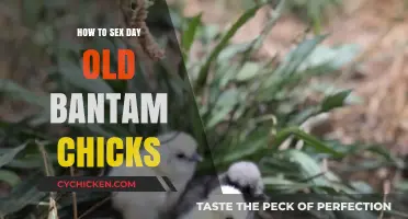 Identifying Bantam Chick Gender: A Day-Old Guide for Beginners