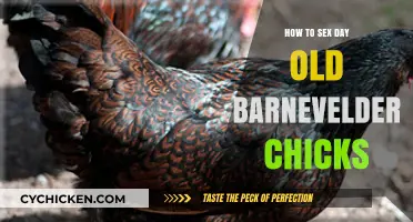 Identifying Barnevelder Chick Gender: A Day-Old Hatchling Guide