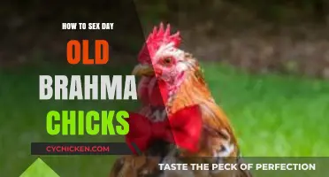Identifying Brahma Chick Gender: A Day-Old Hatchling Guide
