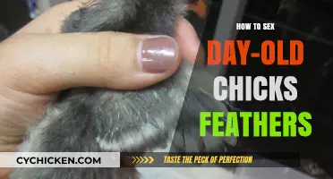 Identifying Day-Old Chick Gender Through Feather Analysis: A Beginner's Guide