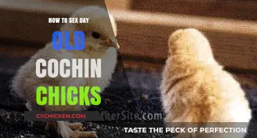 Identifying Cochin Chick Gender: A Day-Old Hatchling Guide