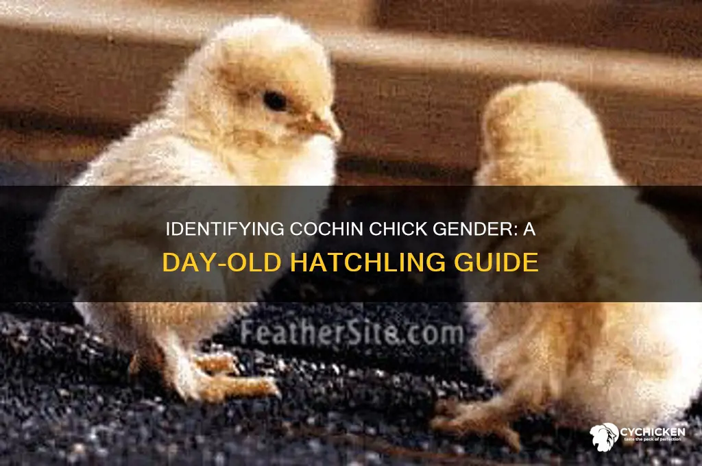 how to sex day old cochin chicks