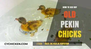 Identifying Pekin Chick Gender: A Day-Old Guide for Beginners