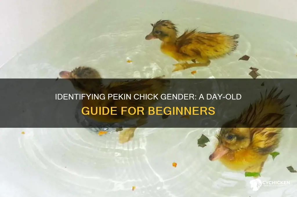 how to sex day old pekin chicks
