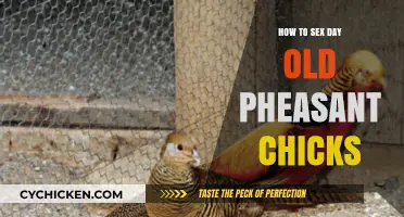 Identifying Pheasant Chick Gender: A Day-Old Guide for Beginners