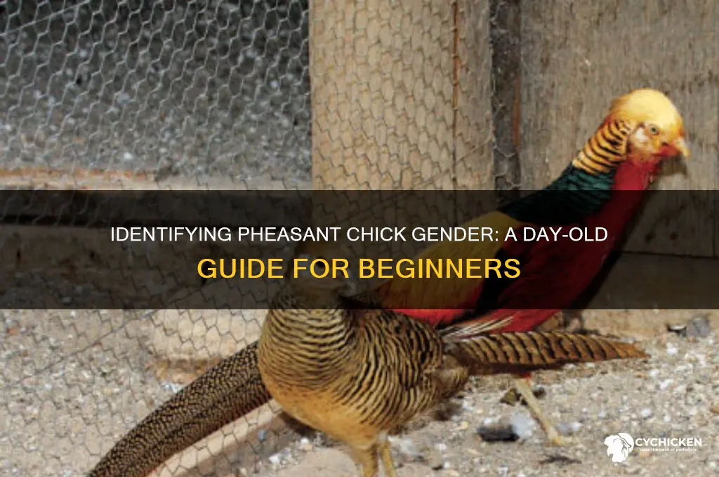 how to sex day old pheasant chicks
