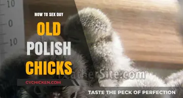 Identifying Gender in Day-Old Polish Chicks: A Beginner's Guide