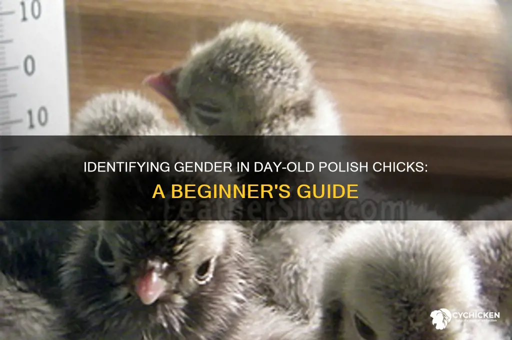 how to sex day old polish chicks