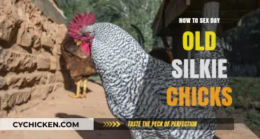 Identifying Silkie Chick Gender: A Day-Old Guide for Beginners