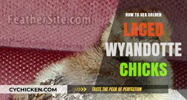 Identifying the Sex of Golden Laced Wyandotte Chicks: A Beginner's Guide