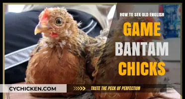 Identifying the Sex of Old English Game Bantam Chicks: A Beginner's Guide