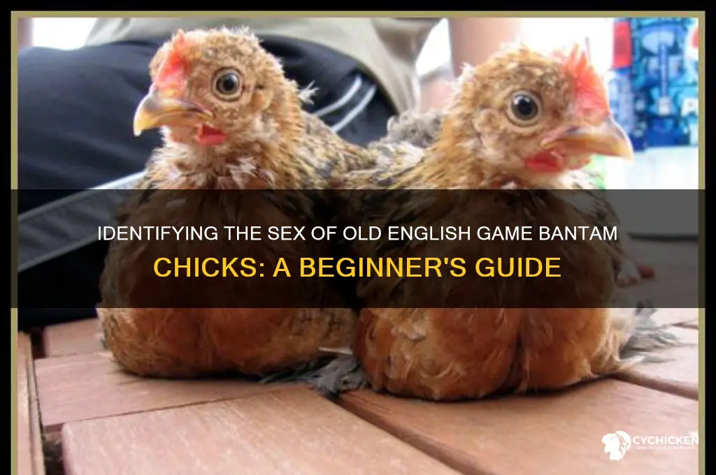 how to sex old english game bantam chicks
