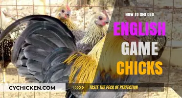 Identifying the Sex of Old English Game Chicks: A Beginner's Guide