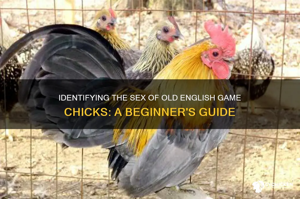 how to sex old english game chicks