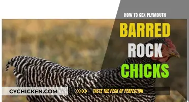 Identifying Plymouth Barred Rock Chick Sex: A Beginner's Guide