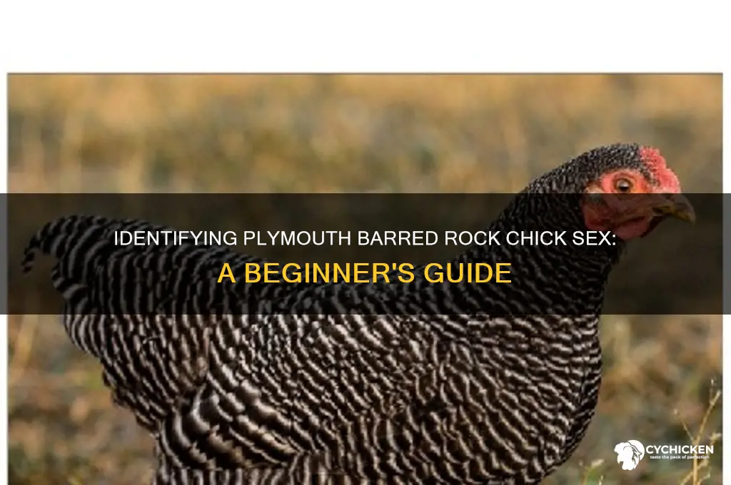 how to sex plymouth barred rock chicks