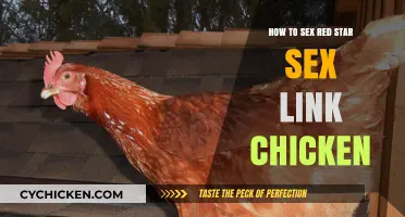 Identifying the Sex of Red Star Sex Link Chickens: A Guide
