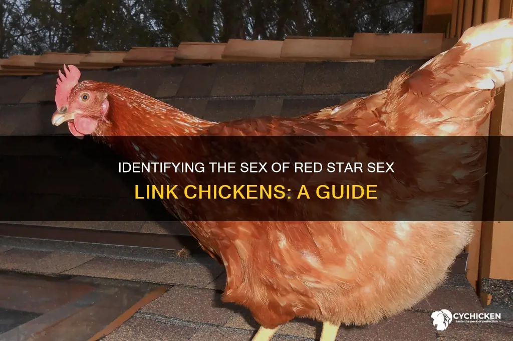 how to sex red star sex link chicken