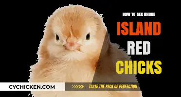 Identifying Rhode Island Red Chick Gender: A Beginner's Guide