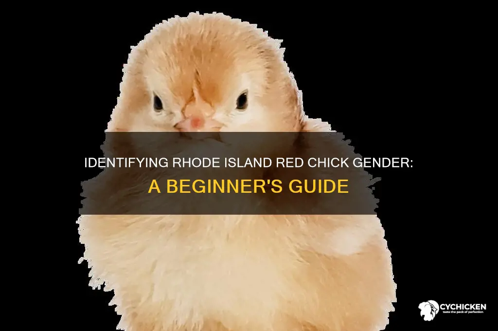 how to sex rhode island red chicks