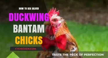 Identifying Silver Duckwing Bantam Chick Gender: A Step-by-Step Guide