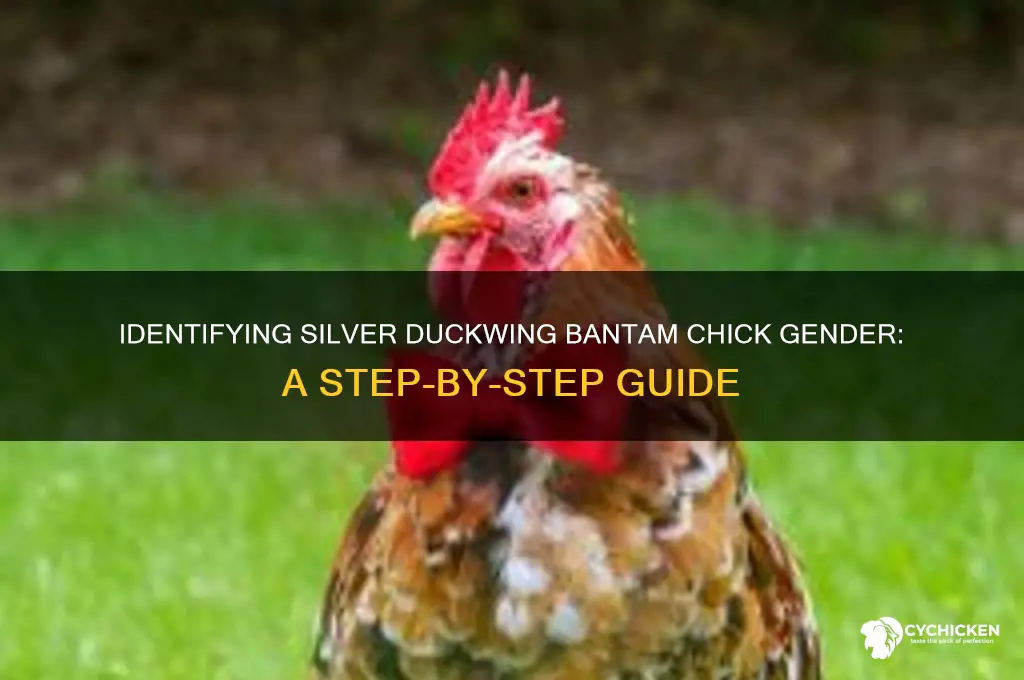 how to sex silver duckwing bantam chicks