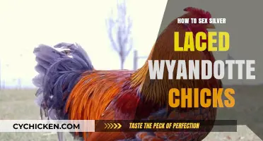 Identifying Silver Laced Wyandotte Chick Gender: A Beginner's Guide